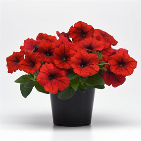 Петуния ампельная (Petunia trayling F1) E3 Easy Wave™ Red, 5 драже