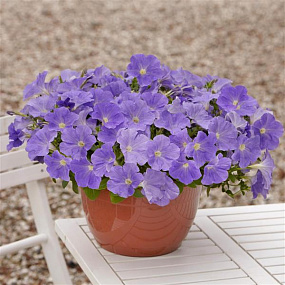 Петуния ампельная (Petunia trayling F1) E3 Easy Wave™ Sky Blue, 5 драже