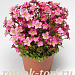 Камнеломка арендса (Saxifraga arendsii Highlander) Red, 5 драже