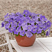 Петуния ампельная (Petunia trayling F1) E3 Easy Wave™ Sky Blue, 5 драже