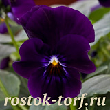 Виола виттрока (Viola wittrockiana F1) Freefall Deep Violet, 5 семян