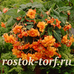 Бегония клубневая каскадная (Begonia tuberosa) Sun Dancer Yellow Red Picotee, 3 драже
