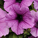 Петуния ампельная (Petunia trayling F1) Easy Wave Plum Vein, 5 драже