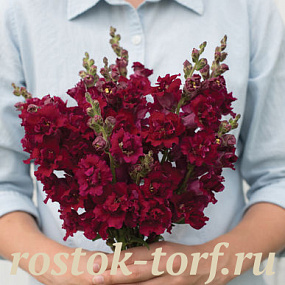 Big pack Львиный зев (Antirhinum majus F1) Madame Butterfly Red, 30 семян