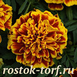 Big pack Бархатцы отклоненные (Tagetes patula F1) Bonanza Bee, 30 шт очищ. семян