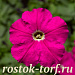Big pack Петуния многоцветковая (Petunia multiflora) Damask F1 Carmine, 30 драже