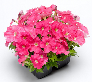 Big pack Петуния мелкоцветковая (Petunia milliflora) Picobella Pink, 30 драже