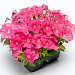 Big pack Петуния мелкоцветковая (Petunia milliflora) Picobella Pink, 30 драже