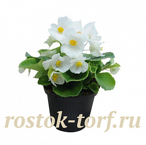Бегония вечноцветущая Begonia semperflorens Super Cool White, 10 драже