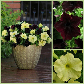 Петуния крупноцветковая (Petunia grandiflora F1) Sophistica Lime Green, 5 драже