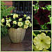 Петуния крупноцветковая (Petunia grandiflora F1) Sophistica Lime Green, 5 драже