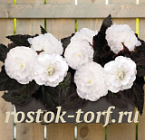Бегония клубневая (Begonia tuberhybrida) Nonstop Mocca White, 5 драже