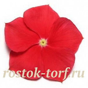Катарантус розовый (Vinca rosea) Pacifica – Xp Really Red, 10 семян