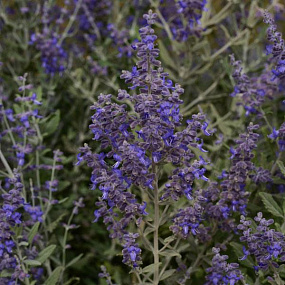 Перовския (Perovskia atriplicifolia) Blue Steele, 3 шт