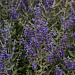 Перовския (Perovskia atriplicifolia) Blue Steele, 3 шт