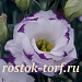 Эустома(Лизиантус) махровая (Eustoma grandiflorum) Arena Blue Picotee, 5 драже