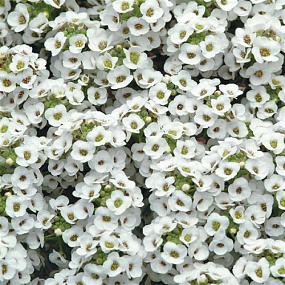 Алиссум морской (Lobularia maritima) Clear Crystal White, 3 мультидраже