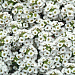 Алиссум морской (Lobularia maritima) Clear Crystal White, 3 мультидраже