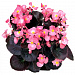 Бегония вечноцветущая (Begonia semperflorens) Senator iQ Pink, 10 драже