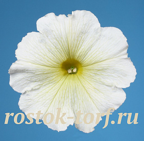 Петуния многоцветковая (Petunia hybrida F1 multiflora) Celebrity Yellow, 10 драже
