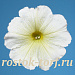 Петуния многоцветковая (Petunia hybrida F1 multiflora) Celebrity Yellow, 10 драже