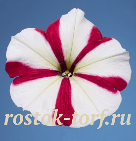Петуния многоцветковая (Petunia hybrida F1 multiflora) Celebrity Rose Star, 10 драже