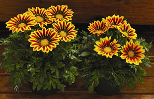 Гацания жестковатая (Gazania rigens F1) Kiss Yellow Flame , 5 семян
