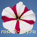 Петуния многоцветковая (Petunia hybrida F1 multiflora) Celebrity Rose Star, 10 драже