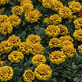 Big pack Бархатцы отклоненные (Tagetes patula F1) Super Hero Yellow Bee, 30 очищ.семян