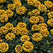 Big pack Бархатцы отклоненные (Tagetes patula F1) Super Hero Yellow Bee, 30 очищ.семян