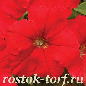 Петуния мелкоцветковая (Petunia milliflora) Picobella Red, 5 драже