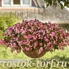 Бегония гибридная (Begonia x hybrida) Hula™Pink , 3 драже