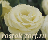 Эустома(Лизиантус) махровая (Eustoma grandiflorum) Arena Gold, 5 драже