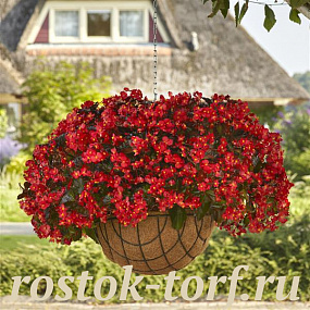 Бегония гибридная (Begonia x hybrida) Hula™Red , 3 драже