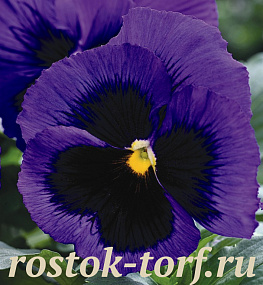 Big pack Виола виттрока (Viola wittrockiana) Mammoth™ Blue-Ti-Ful, 30 семян
