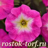 Петуния ампельная (Petunia trayling F1) E3 Easy Wave™ Rose Morn, 5 драже