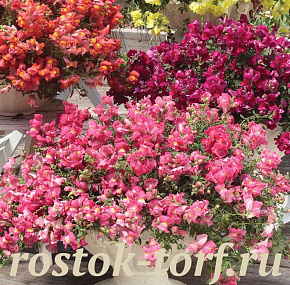 Львиный зев ампельный (Antirhinum majus F1) Candy Showers Pink, 5 семян