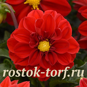 Big pack Георгина гибридная (Dahlia variabilis F1) Figaro Red Shades, 30 семян