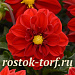 Big pack Георгина гибридная (Dahlia variabilis F1) Figaro Red Shades, 30 семян