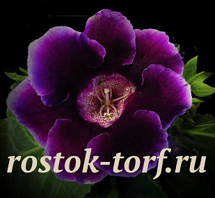 Глоксиния гибридная (Sinningia hybrida F1) Empress Purple, 5 драже