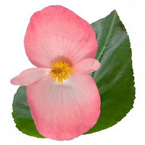 Бегония бенариензис (Begonia x benariensis) Big Deluxxe Pink Green Leaf, 3 шт драже