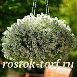 Алиссум морской (Lobularia maritima) Clear Crystal White, 3 мультидраже
