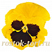 Big pack Виола виттрока (Viola wittrockiana) Inspire® DeluXXe Yellow Blotch, 30 шт