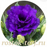 Эустома(Лизиантус) (Eustoma grandiflorum) Julietta Blue, 5 драже
