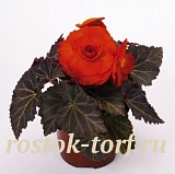 Бегония клубневая (Begonia tuberhybrida) Nonstop Mocca Deep Orange, 5 драже