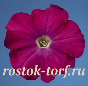 Петуния многоцветковая (Petunia hybrida F1 multiflora) Celebrity Carmine, 10 драже