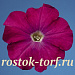 Петуния многоцветковая (Petunia hybrida F1 multiflora) Celebrity Carmine, 10 драже