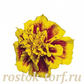 Бархатцы отклоненные (Tagetes patula F1) Super Hero Yellow Bee, 10 шт очищ.семян