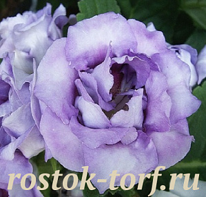 Эустома(Лизиантус) (Eustoma grandiflorum) Rosie Lilac, 5 драже