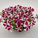 Big pack Петуния крупноцветковая (Petunia grandiflora F1) Success! 360° Rose Star, 30 драже